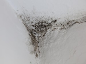 Plafon Penuh Black Mold? Segini Estimasi Biaya Gantinya