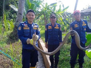 King Kobra 3 Meter Teror Warga Sukamaju Ciamis