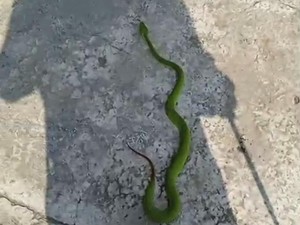 Ular Viper Berbisa Tinggi Ngumpet di Gudang Warga Jaten Karanganyar