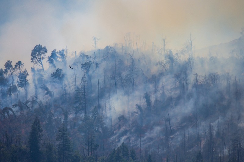 Asap mengepul dari Kebakaran Pickett di Napa County, California, AS, 22 Agustus 2025. (REUTERS/Carlos Barria) Asap mengepul dari Kebakaran Pickett di Napa County, California, AS, 22 Agustus 2025. (REUTERS/Carlos Barria)