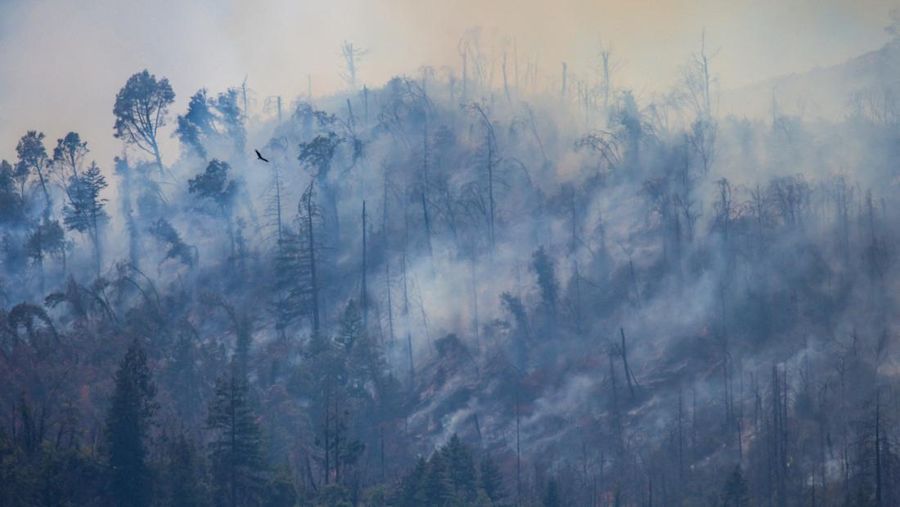 Asap mengepul dari Kebakaran Pickett di Napa County, California, AS, 22 Agustus 2025. (REUTERS/Carlos Barria)
