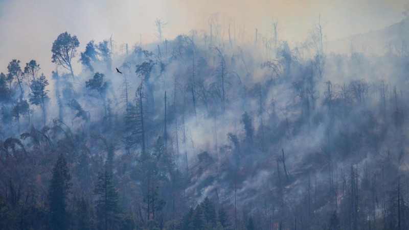 Asap mengepul dari Kebakaran Pickett di Napa County, California, AS, 22 Agustus 2025. (REUTERS/Carlos Barria)