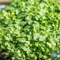 Tumbuh di RI, Daun Ini Punya Manfaat Kesehatan Luar Biasa
