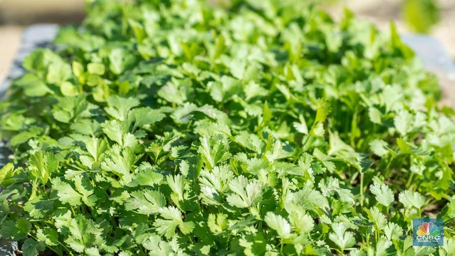Daun Ketumbar. (Dok. Pixabay)