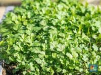Tumbuh di RI, Daun Ini Punya Manfaat Kesehatan Luar Biasa