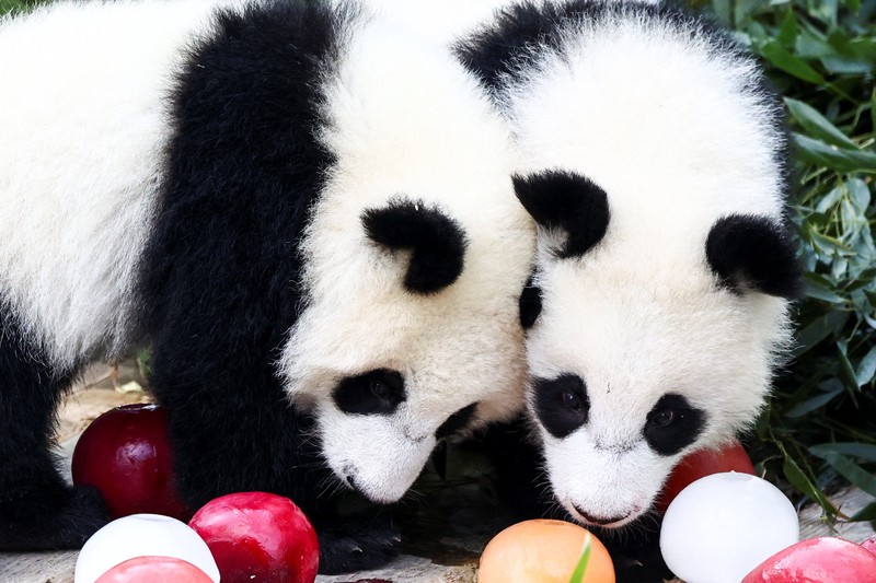 Panda kembar Leni dan Lotti merayakan ulang tahun pertama mereka di Kebun Binatang Berlin. Lahir pada 22 Agustus 2024. (REUTERS/Liesa Johannssen) Panda kembar Leni dan Lotti merayakan ulang tahun pertama mereka di Kebun Binatang Berlin. Lahir pada 22 Agustus 2024. (REUTERS/Liesa Johannssen)