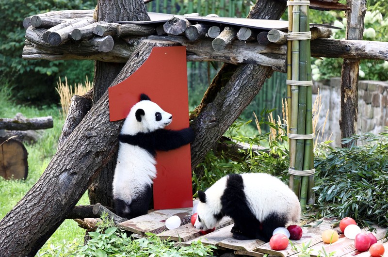 Panda kembar Leni dan Lotti merayakan ulang tahun pertama mereka di Kebun Binatang Berlin. Lahir pada 22 Agustus 2024. (REUTERS/Liesa Johannssen) Panda kembar Leni dan Lotti merayakan ulang tahun pertama mereka di Kebun Binatang Berlin. Lahir pada 22 Agustus 2024. (REUTERS/Liesa Johannssen)