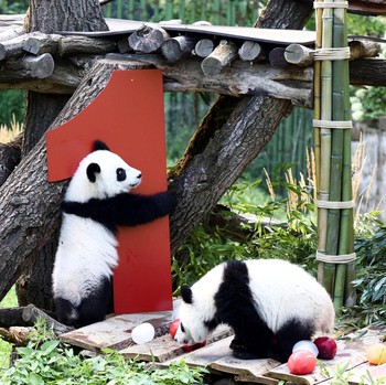 Potret Gemas Panda Kembar Rayakan Ultah Pertama di Berlin