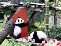 Potret Gemas Panda Kembar Rayakan Ultah Pertama di Berlin