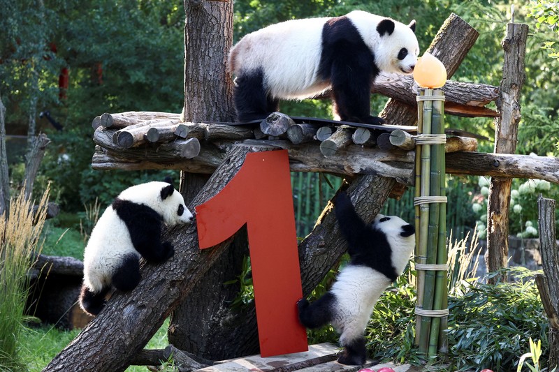Panda kembar Leni dan Lotti merayakan ulang tahun pertama mereka di Kebun Binatang Berlin. Lahir pada 22 Agustus 2024. (REUTERS/Liesa Johannssen) Panda kembar Leni dan Lotti merayakan ulang tahun pertama mereka di Kebun Binatang Berlin. Lahir pada 22 Agustus 2024. (REUTERS/Liesa Johannssen)