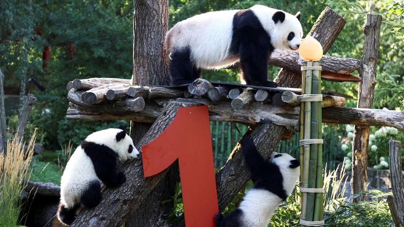 Panda kembar Leni dan Lotti merayakan ulang tahun pertama mereka di Kebun Binatang Berlin. Lahir pada 22 Agustus 2024. (REUTERS/Liesa Johannssen)