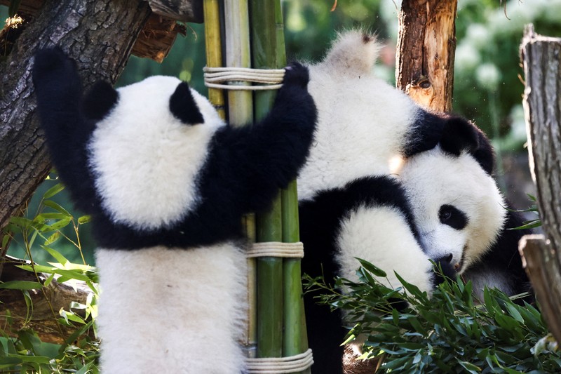 Panda kembar Leni dan Lotti merayakan ulang tahun pertama mereka di Kebun Binatang Berlin. Lahir pada 22 Agustus 2024. (REUTERS/Liesa Johannssen) Panda kembar Leni dan Lotti merayakan ulang tahun pertama mereka di Kebun Binatang Berlin. Lahir pada 22 Agustus 2024. (REUTERS/Liesa Johannssen)