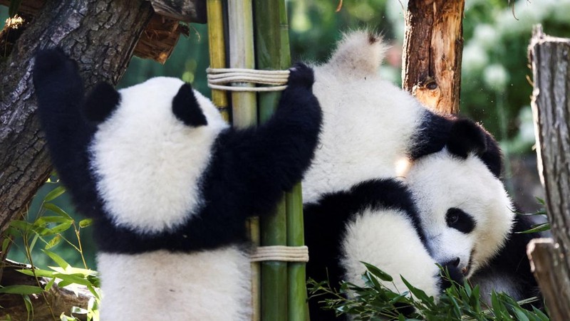 Panda kembar Leni dan Lotti merayakan ulang tahun pertama mereka di Kebun Binatang Berlin. Lahir pada 22 Agustus 2024. (REUTERS/Liesa Johannssen)
