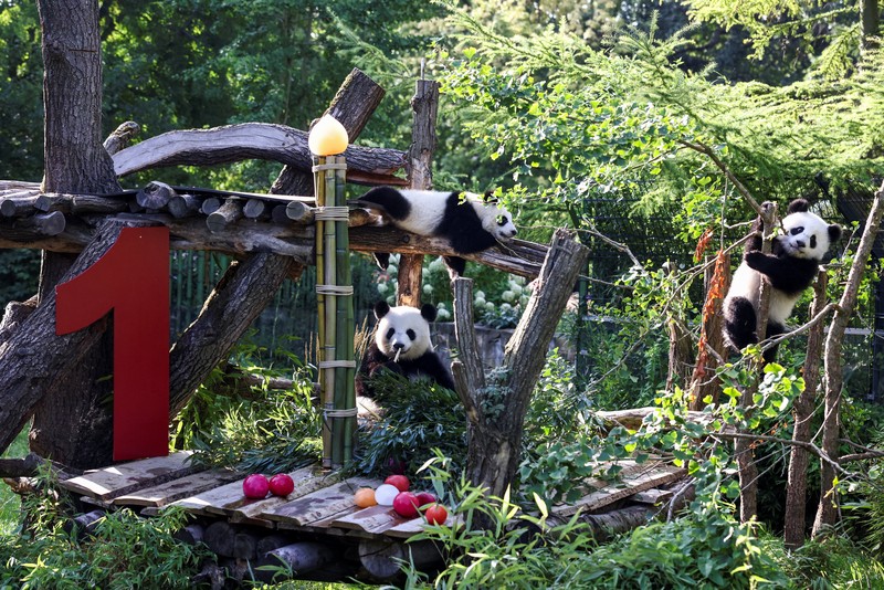Panda kembar Leni dan Lotti merayakan ulang tahun pertama mereka di Kebun Binatang Berlin. Lahir pada 22 Agustus 2024. (REUTERS/Liesa Johannssen) Panda kembar Leni dan Lotti merayakan ulang tahun pertama mereka di Kebun Binatang Berlin. Lahir pada 22 Agustus 2024. (REUTERS/Liesa Johannssen)