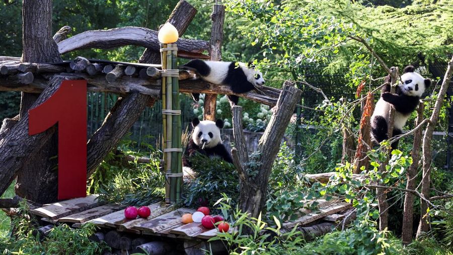 Panda kembar Leni dan Lotti merayakan ulang tahun pertama mereka di Kebun Binatang Berlin. Lahir pada 22 Agustus 2024. (REUTERS/Liesa Johannssen)