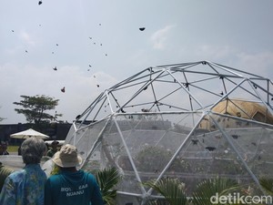 Rekor! Ribuan Kupu-Kupu Lokal Dilepas di Nuanu Creative City Tabanan