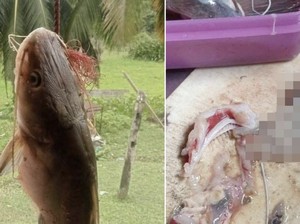 Ngeri! Pria Temukan Tangan Putus di Perut Ikan yang Mau Dimasak
