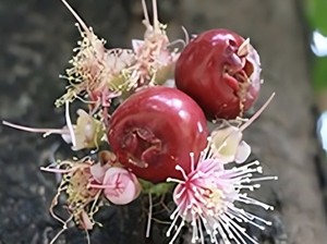 Ada Spesies Buah Baru dari Sulawesi Tenggara, Seperti Ini Bentuknya