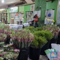 Pasar Bunga Rawa Belong Sunyi Sepi, Pedagang Ungkap Biang Keroknya