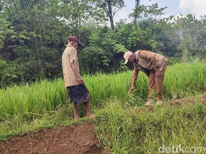 Gerombolan Monyet Liar Rusak Sawah dan Kebun Warga di Ciamis