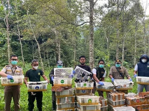 BKSDA Bengkulu-Lampung Lepas Liarkan 1.300 Burung di Kaki Gunung Rajabasa