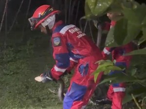 King Cobra Kawin Bikin Heboh, Langsung Digerebek Damkar Tasikmalaya