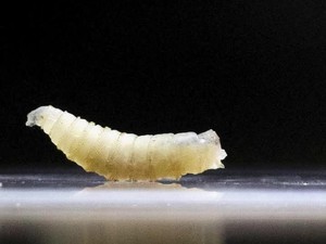 Mengenal Screwworm, Parasit Pemakan Daging yang Menjangkiti Manusia di AS