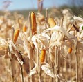 Luas Panen & Produksi Jagung Naik di Juli 2025, Ini Rinciannya!