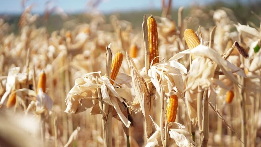 Harga jagung berfluktuasi, Bapanas turun tangan, Selasa (26/8/2025). (dok. Bapanas)