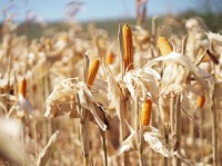 Harga Jagung Naik, Bos Badan Pangan Minta Stok Bulog Bisa Dikeluarkan