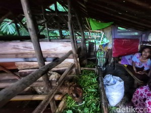 3 Tahun Etin Memilih Tinggal di Kandang Kambing, Alasannya Bikin Pilu