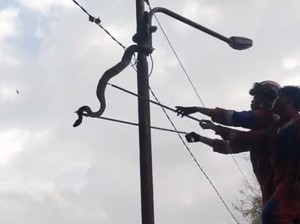 Ular Piton 5 Meter Main di Tiang Listrik, Damkar Palembang Evakuasi