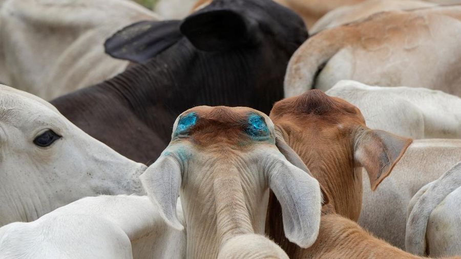 A cow stands with an anti-screwworm product applied, in blue, after being dehorned at a cattle ranch, in Monte Oscuro, Panama June 10, 2025. REUTERS/Enea Lebrun