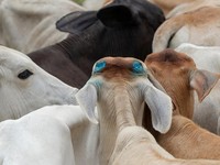 A cow stands with an anti-screwworm product applied, in blue, after being dehorned at a cattle ranch, in Monte Oscuro, Panama June 10, 2025. REUTERS/Enea Lebrun