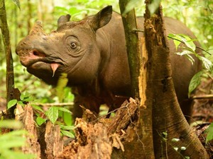 Badak Kalimantan di Ambang Kepunahan, Para Ahli Siapkan Program Bayi Tabung