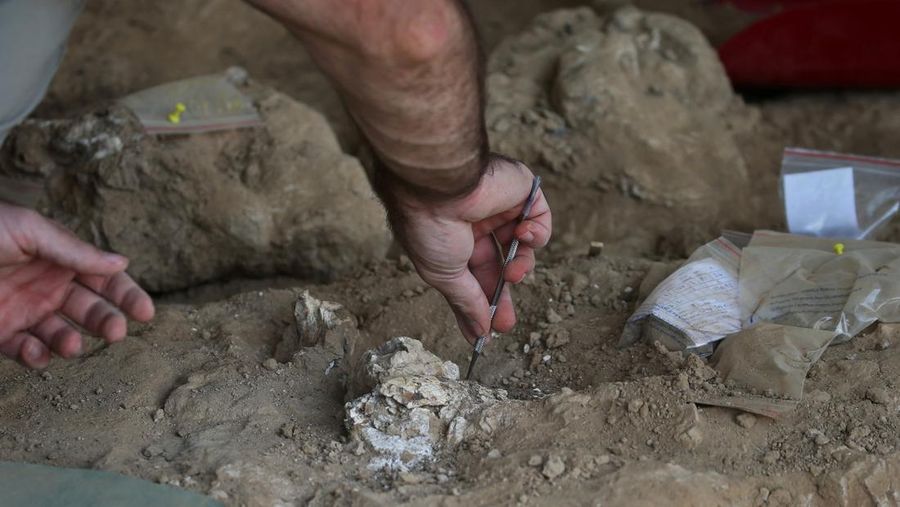 A drone view shows archaeologists working at the excavation site where a presumably dated 1.8-million-year-old lower jawbone belonging to an early species of human was found, in the village of Kvemo Orozmani, Georgia August 15, 2025. REUTERS/Irakli Gedenidze