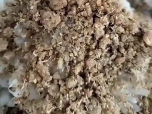 Nasi Tutug Oncom Jadi Menu MBG di Tasik Disorot Warganet, Ini Kata Bupati
