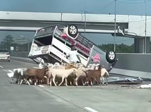 Viral Pikap Bawa Puluhan Kambing Terbalik di Tol Medan-Tebing gegara Pecah Ban