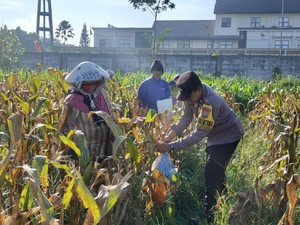 Dukung Ketahanan Pangan, Polresta Malang Kota Panen 2,5 Ton Jagung