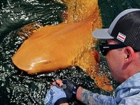 Hiu Orange Super Langka Tiba-Tiba Muncul di Laut, Peneliti Kaget
