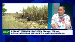 Video: 100 Ribu Ton Gula Tak Laku, Petani Tagih Komitmen Pemerintah
