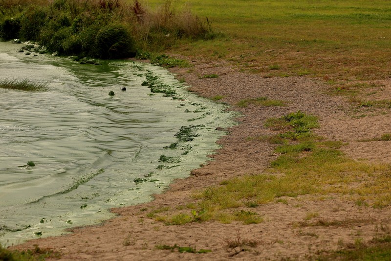 Alga biru-hijau yang mekar, juga dikenal sebagai cyanobacteria, terdampar di Battery Harbour di Lough Neagh di Cookstown, Irlandia Utara, 19 Agustus 2025. Alga biru-hijau yang mekar, juga dikenal sebagai cyanobacteria, terdampar di Battery Harbour di Lough Neagh di Cookstown, Irlandia Utara, 19 Agustus 2025. (REUTERS/Cathal McNaughton)