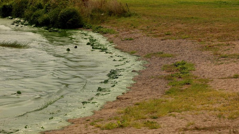 Alga biru-hijau yang mekar, juga dikenal sebagai cyanobacteria, terdampar di Battery Harbour di Lough Neagh di Cookstown, Irlandia Utara, 19 Agustus 2025. (REUTERS/Cathal McNaughton)