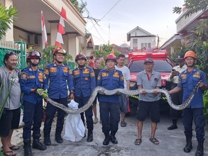 Takut Lihat Ular Sanca 3 Meter di Depan Rumah, Warga Bogor Panggil Damkar