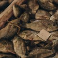 Disukai Jutaan Warga RI, Ikan Ini Dianggap 'Hantu' di Jepang