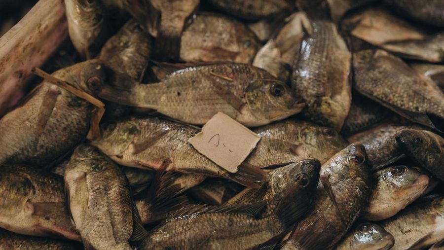 Ikan Nila. (Pexels)