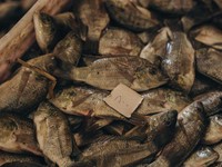 Disukai Jutaan Warga RI, Ikan Ini Dianggap 'Hantu' di Jepang