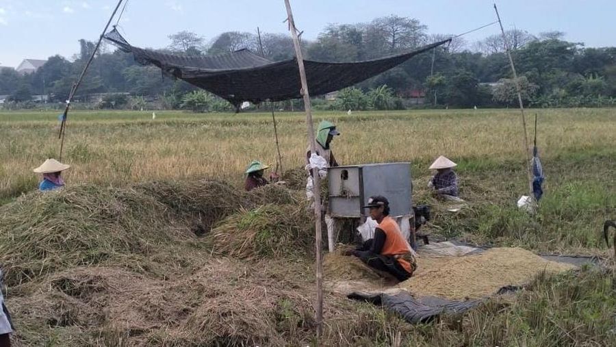 Petani panen gabah. (Dok. Kementan)