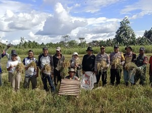 Kolaborasi Polri-TNI dan Pemerintah Panen Raya di Keerom, Dukung Ketahanan Pangan