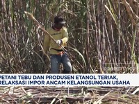 Video: Diancam Ethanol Impor, APSENDO Minta Permendag 16/2025 Ditunda